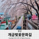 개금2동-5 | 부산 개금벚꽃문화길 비 맞고 다녀왔던 날