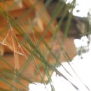 전주에있는 유명한음식점인 에루화 떡갈비집 소나무에 소나무꽃이 피었습니다. 이미지