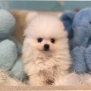 몽냥몽냥 강아지분양 고양이분양 김포점 | 김포강아지분양 애견분양 합리적인