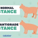 24시 굿케어동물의료센터 이미지