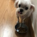 위례나무동물병원