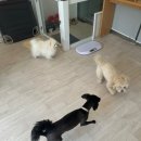 멍탕멍컷 이미지