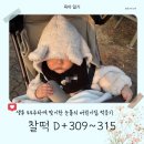 컴어라운드 | [26.03.12.] 찰떡일기 (65) :: D+309~315 뿌듯하고 귀여운 돌 촬영🌸│갑자기 열이요?│호랭이🐯영접...