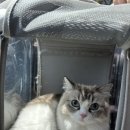 야옹아 놀자 포항점 이미지