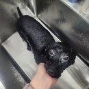 도리앤펫 이미지