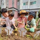 6월 4주 요리활동(🥒오이피클)& 🥔감자캐기 이미지