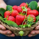 농부의식탁(Farmers Table)파머스테이블 | 자연 속에서 맛보는 건강한 한 끼: 국내 파머스 마켓 &amp; 로컬 맛집 힐링 투어