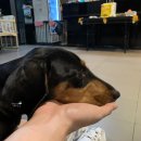 개랑놀아주는남자 | 강남 애견카페 개랑 놀아주는남자 솔직후기