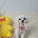 보라애견 이미지