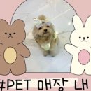 샵펫 강아지분양 울산점 이미지