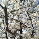 일자산자연공원(허브천문공원) | 강동구 벚꽃 명소 | 고덕천·일자산·올림픽공원 등 아이랑 가기 좋은 7곳