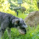 돌섬콘도형 이미지