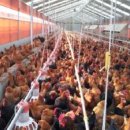 주령축산 이미지