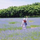 국화목장 이미지