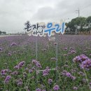 1. 소설 [버베나 향기] - 도덕적 승리와 평화 이미지