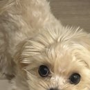 예쁜강아지 | 멍가네 강아지분양 진짜 예쁜 말티푸 &#39;히로&#39; 분양후기 ♥