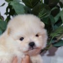 러블릿캔넬 이미지