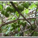 다래실천 이미지