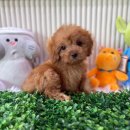 화이트포메라니안 | 동묘강아지분양 화이트포메라니안 분양 후기