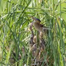 해오라기 이미지
