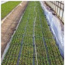 문관농장 이미지