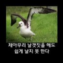 알바트로스 이미지