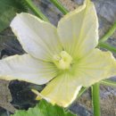 동아농장 이미지