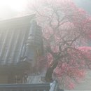 천년나무꿈작은도서관 | 3월 가볼만한 곳! 천년의 적막을 깨는 붉은 유혹,구례 화엄사 흑매화