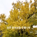 노거수 은행나무 축제의 속삭임 | 400년의 황금빛 낭만, 경주 운곡서원 늦가을 은행나무 절정 후기