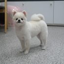 똥강아지애견샵 이미지