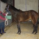 애머랜스 이미지