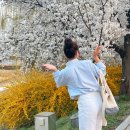 청주 벚꽃 무심천 개화현황 푸드트럭 기대중 차량통제 주차 정보