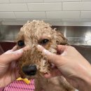 인물나개 이미지