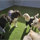 리치펫하우스 이미지