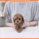 퍼피럽 강아지분양 고양이분양 군산본점 | 군산애견샵 선택할 때 입양 후 관리까지 살펴본 이유