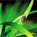 반딧불이의 기억 이미지