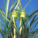 소월(素月) 이미지