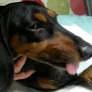 모래내동물병원 이미지