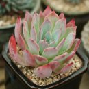 밝은유통 이미지