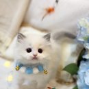 블루랙돌 | 실물미모 실화인가요? 빵빵한모량 정대칭 블루바이 랙돌분양