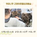 커뮤니캣 고양이 호텔&미용실 네이버블로그