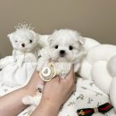 멜로디펍스 | 대구애견 미니 강아지 전문 멜로디펍스