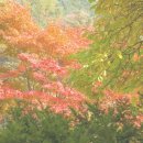 동강의 향기 이미지