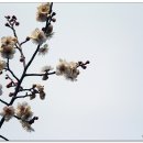 매화1공원 이미지