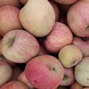 🍎부사사과 달큼사각사각 (꿀부사) ,부사미색19,000원 이미지