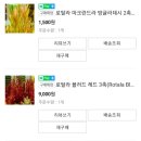 영플랜츠&갤러리영 | 영플랜츠 & 갤러리 영 수초 구입 후기