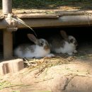 토깽이네 이미지