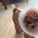 영종H동물의료센터 이미지