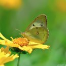 노랑나비 이미지