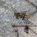 월롱초등학교 이미지